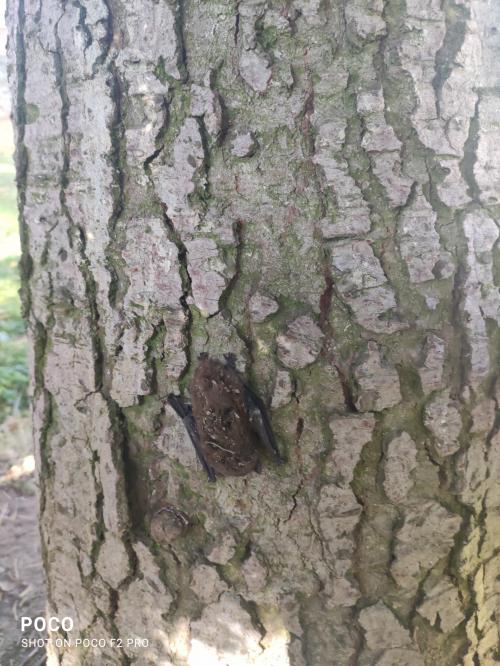 Na zahradě se nám zabydlel "kamarád netopýr"